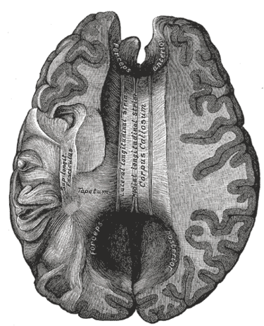 This image has an empty alt attribute; its file name is Corpus-callosum-from-above-Grays-Anatomy-public-domain.png