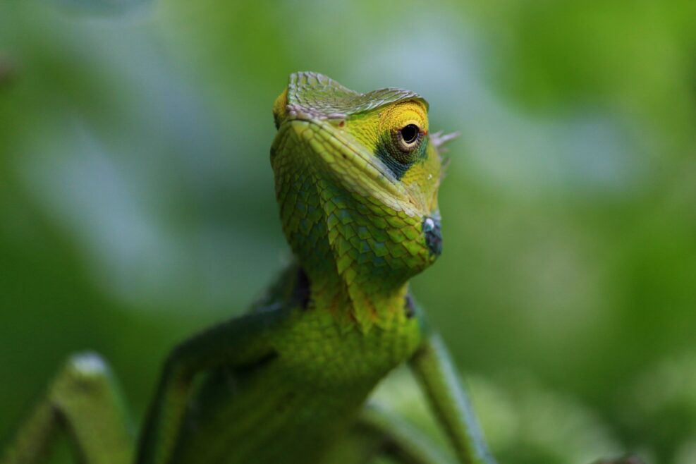 A green lizard eyeing the camera