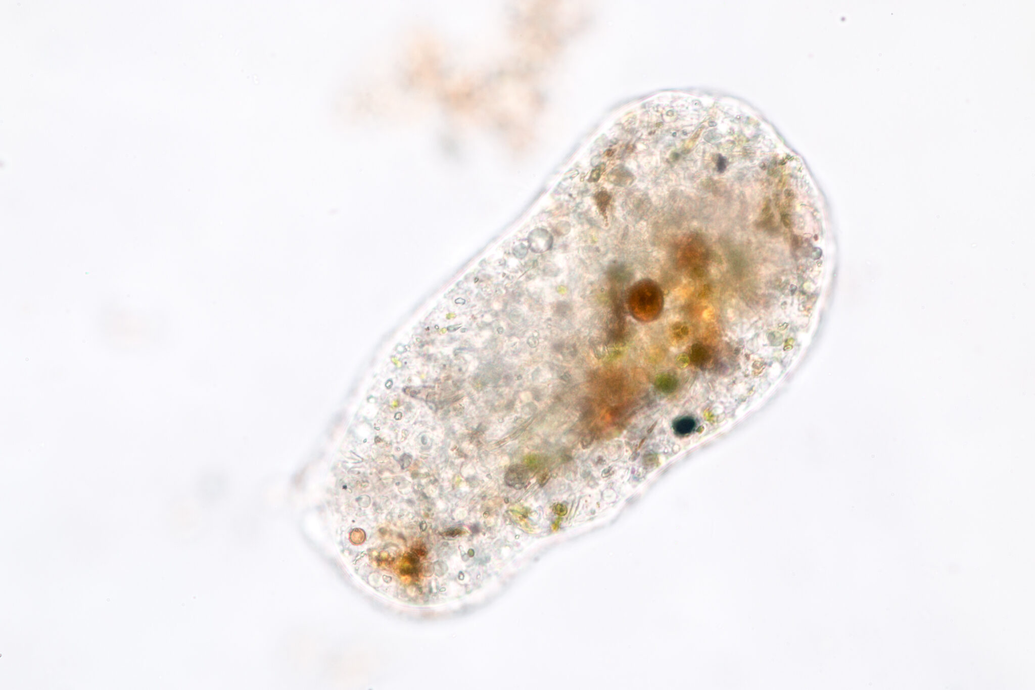 Amoebae move and feed by using pseudopods, which are bulges of cytoplasm formed by the coordinated action of actin microfilaments pushing out the plasma membrane that surrounds the cell.