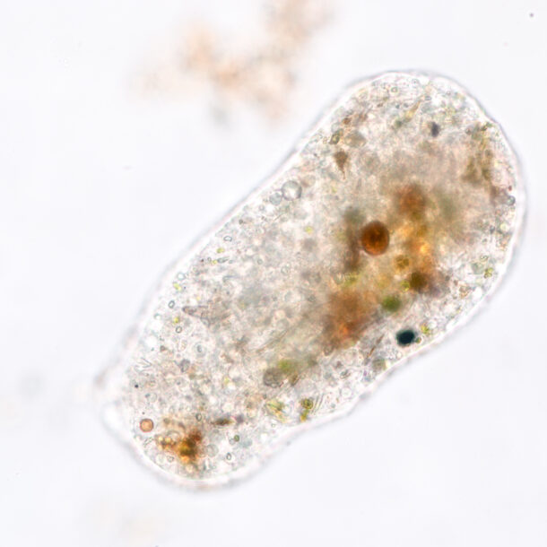 Amoebae move and feed by using pseudopods, which are bulges of cytoplasm formed by the coordinated action of actin microfilaments pushing out the plasma membrane that surrounds the cell.