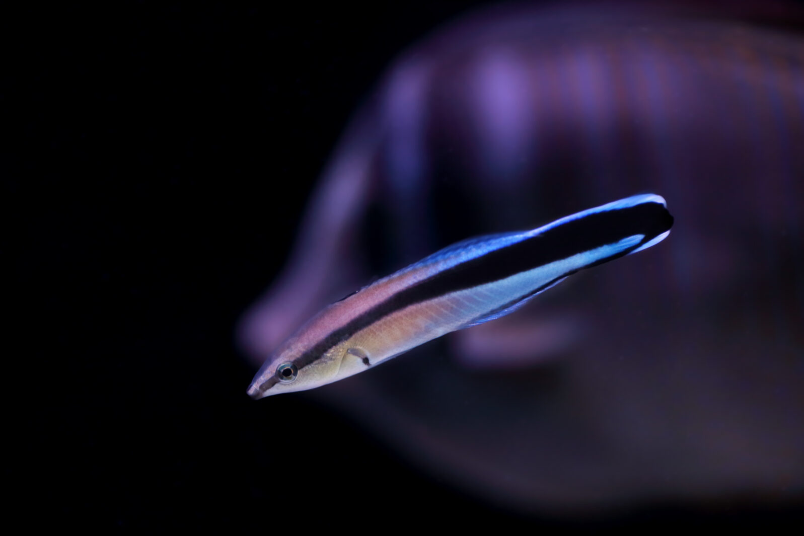 A bluestreak cleaner wrasse, Labroides dimidiatus, on a black background. This small colorful fish can be found on coral reefs Africa, Red Sea and Polynesia