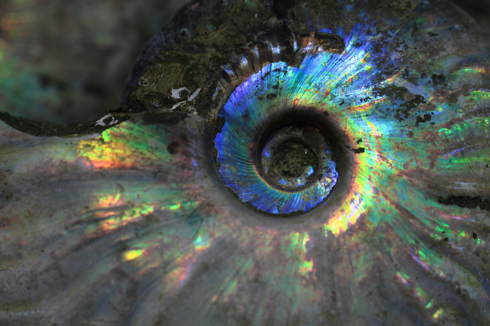 ammonites fossil as nice natural geology background