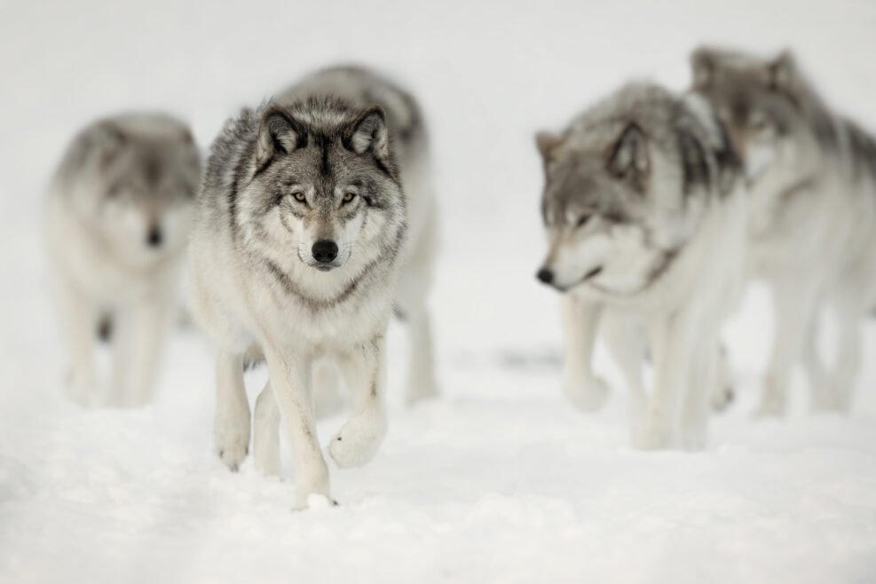 Timber Wolf Pack Patrol