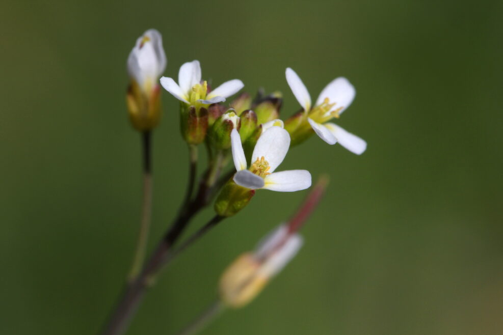 Thale cress (Arabidopsis thaliana) in bloom