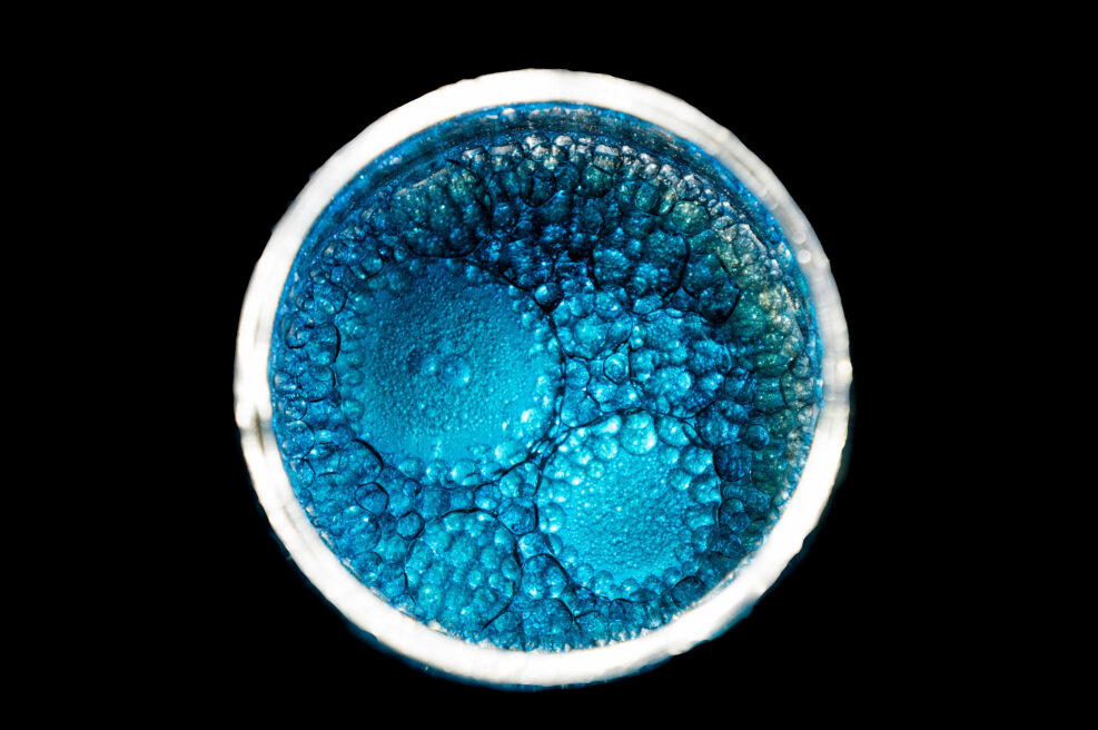 blue cells dividing