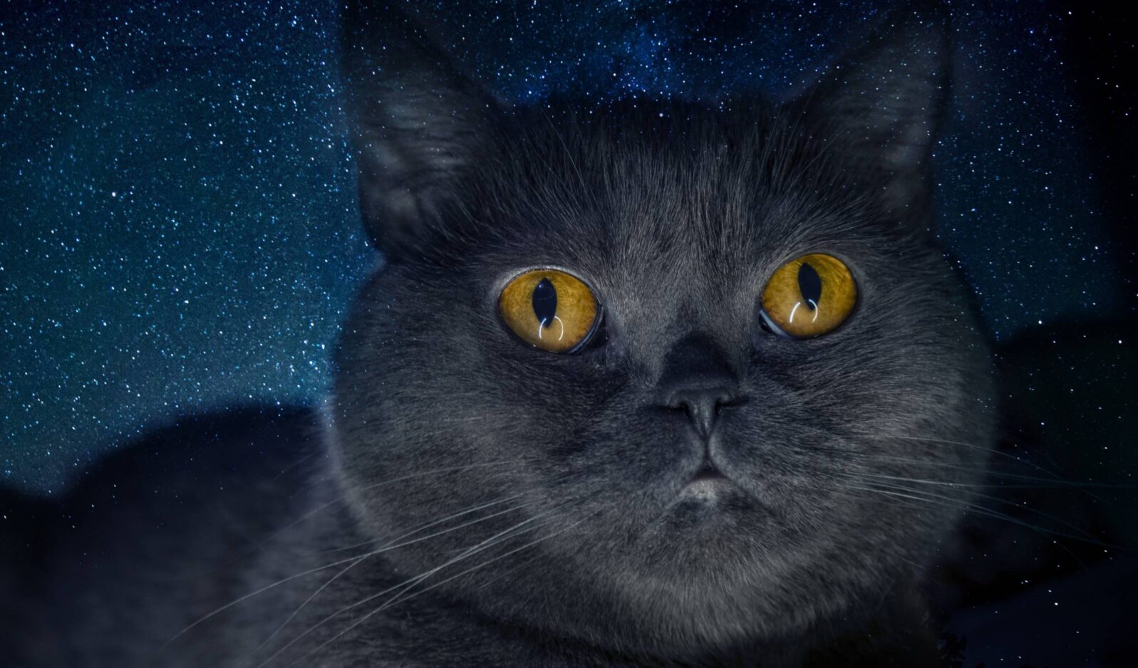 Cat in front of starry sky