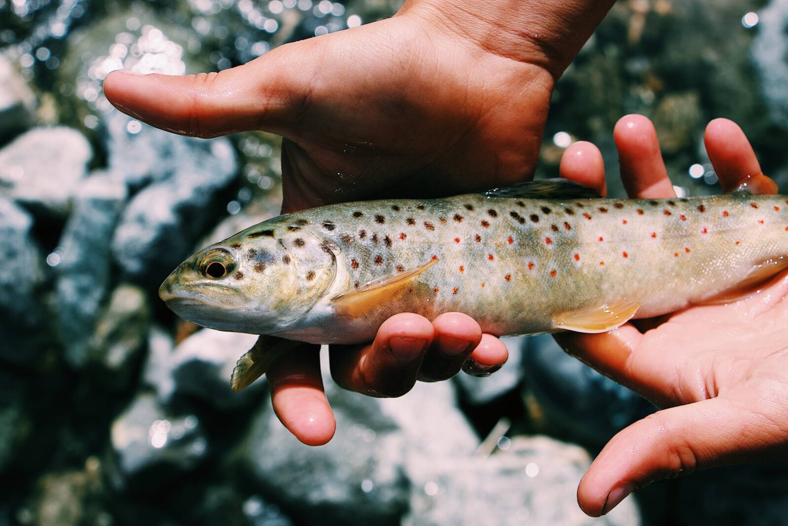 person holding gray and brown fish