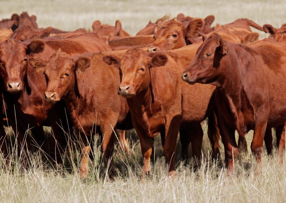Free-range red angus cattle on pasture, Argentina.