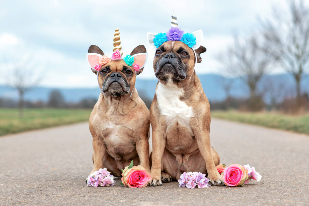Cute pair of sitting French Bulldog dogs dressed up with unicorn costume headbands with flowers