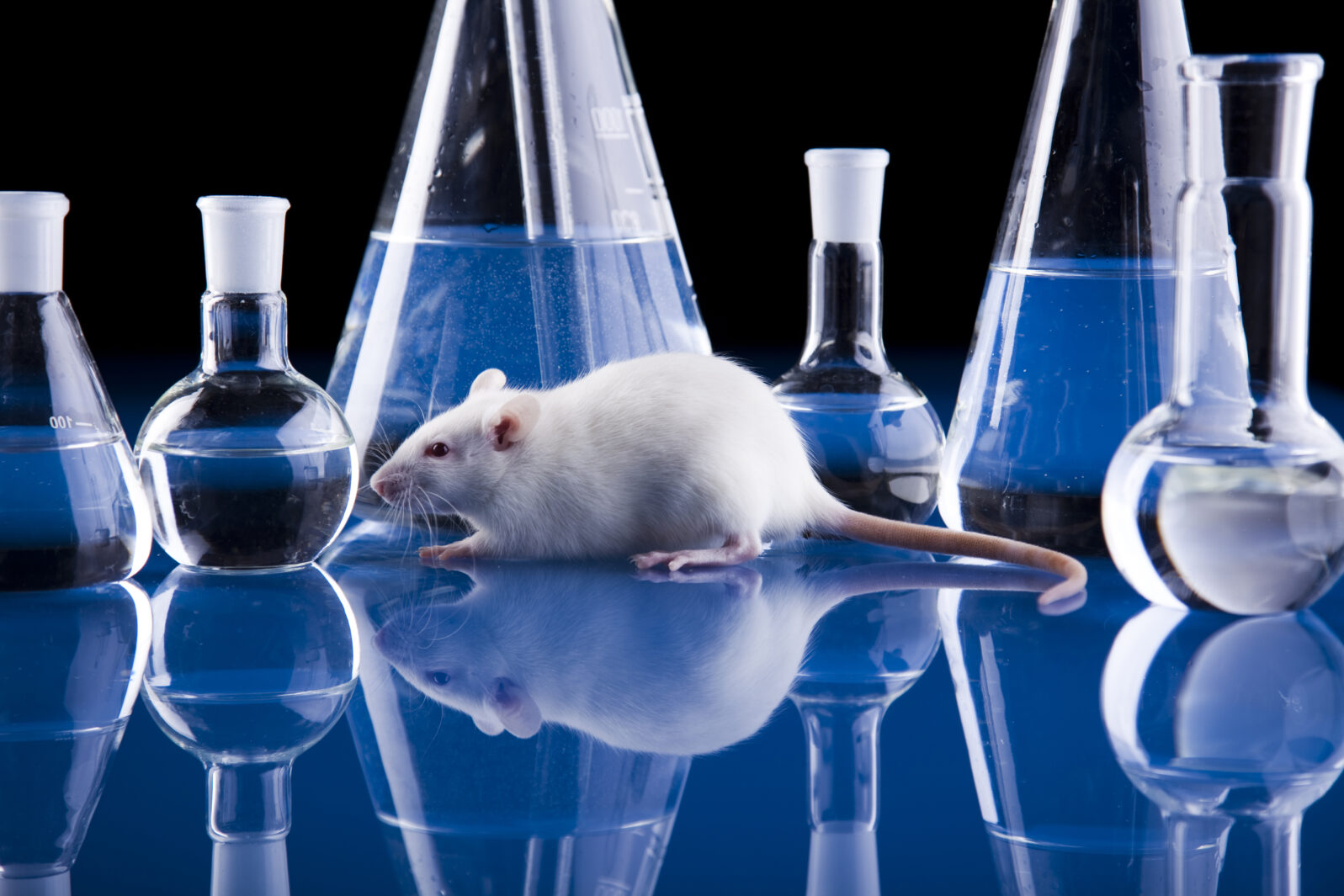 Animal Laboratory, Rat