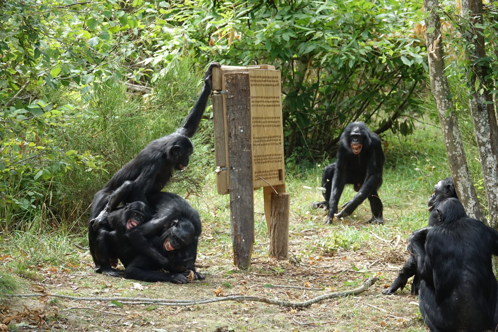 Groupe de Bonobos autour d'un hôtel à insectes