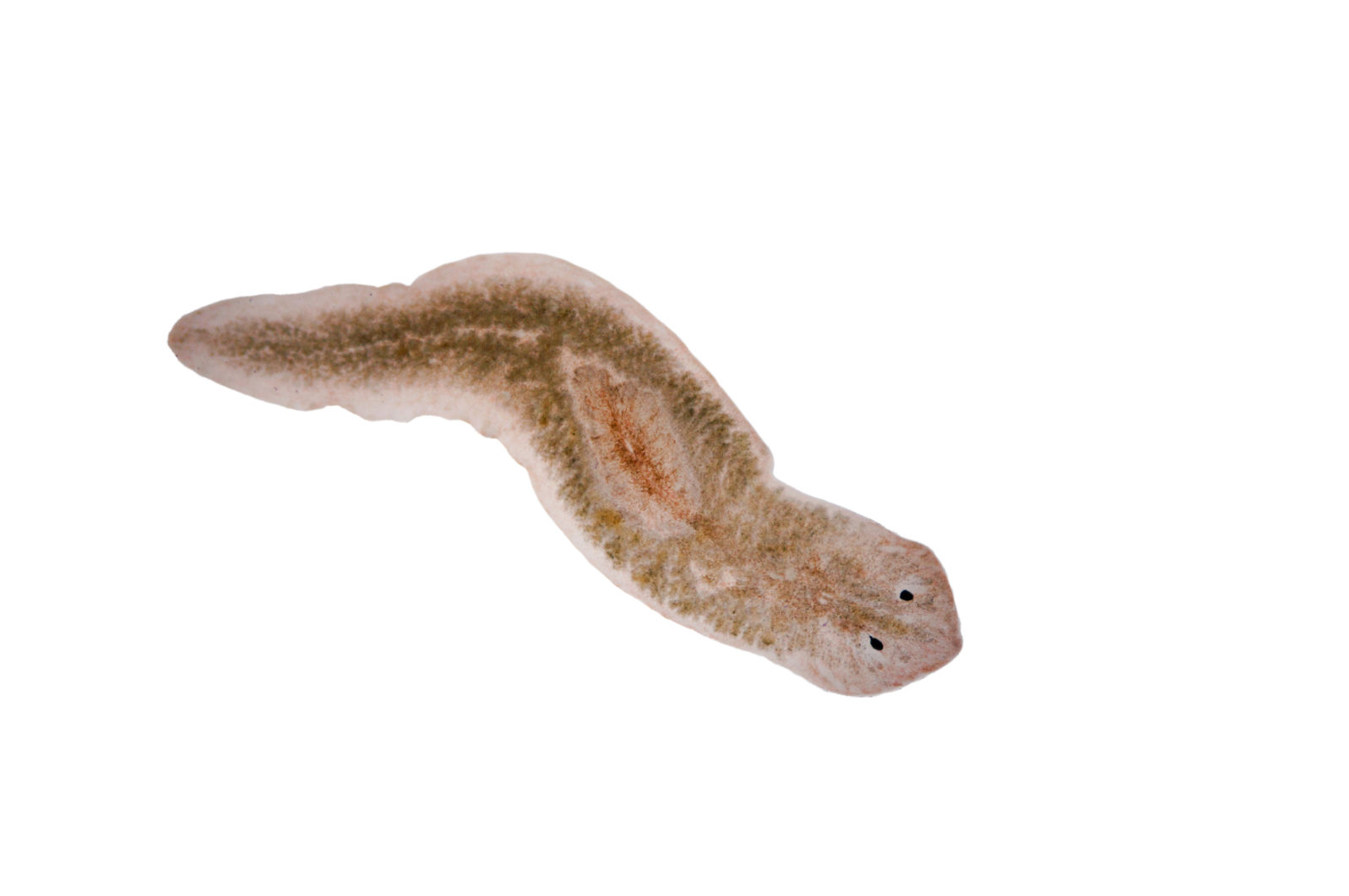 flat worms flatworms