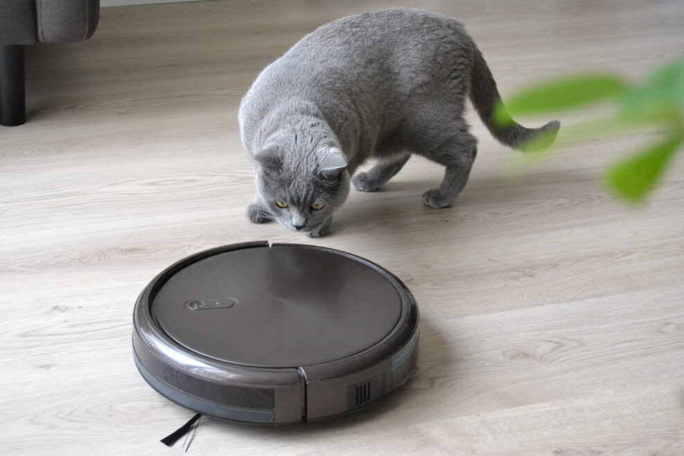 Cat and robotic vacuum cleaner in the room. Fluffy british shorthair cat is playing with a robotic vacuum.
