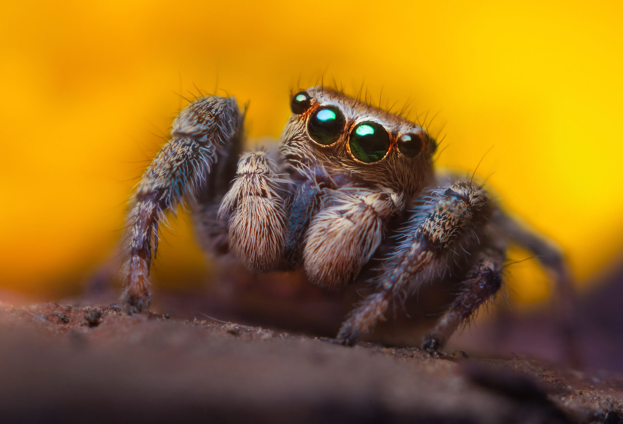 Visual attention and processing in jumping spiders: Trends in Neurosciences