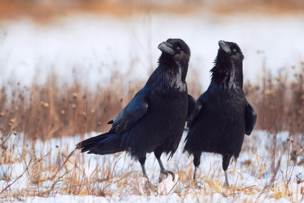 Pair of ravens in courtship. Corvus corax