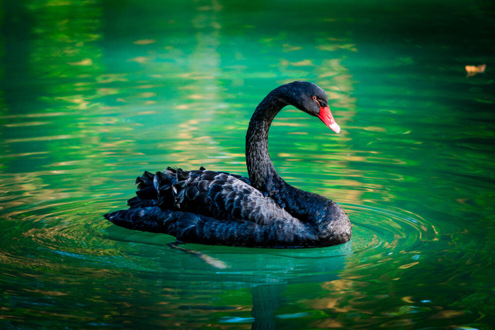black swan In a pond