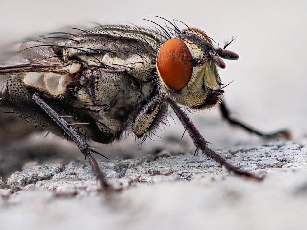 Closeup of housefly