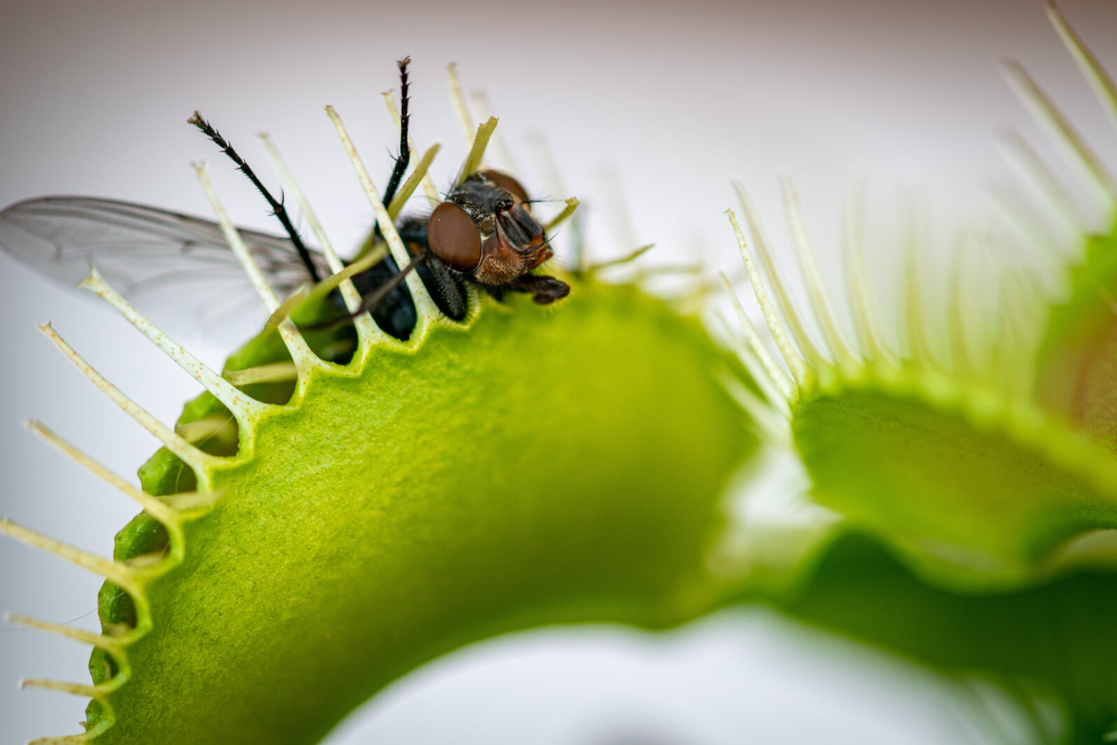 one common green bottle fly being eaten by a venus flytrap flower