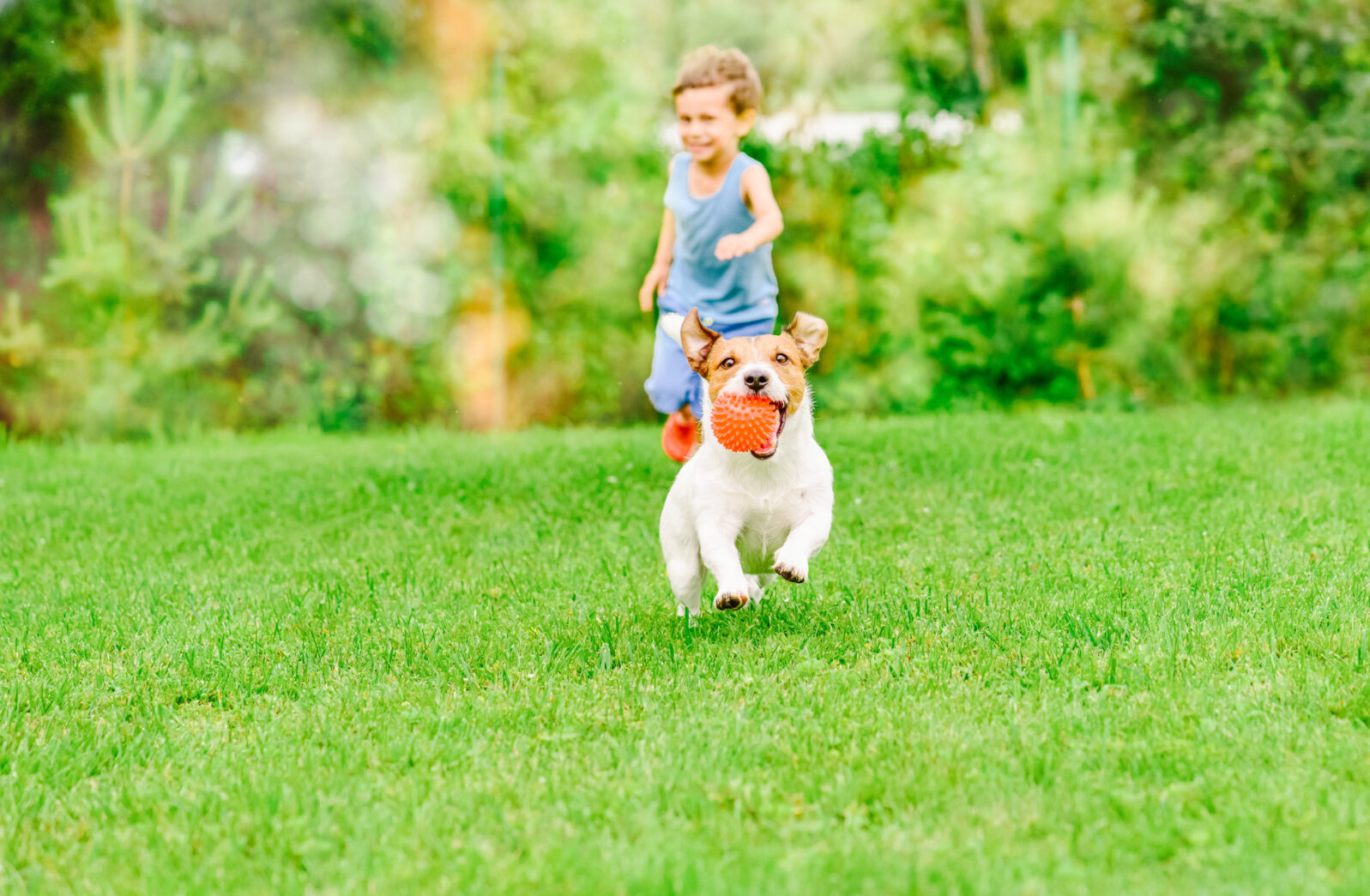 Dog with ball in mouth runs from kid playing chase game at summer lawn