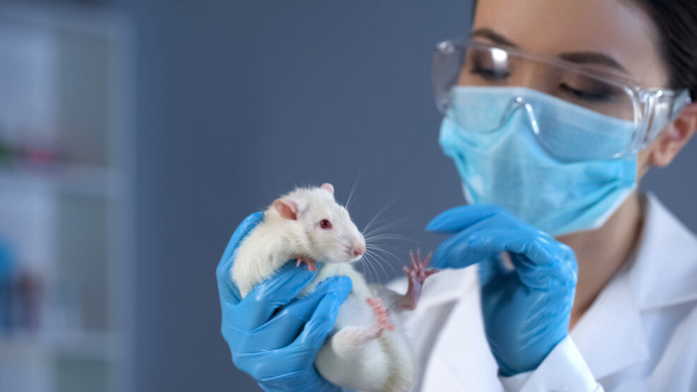 Woman scientist holding lab rat, medicine development, tests on animals