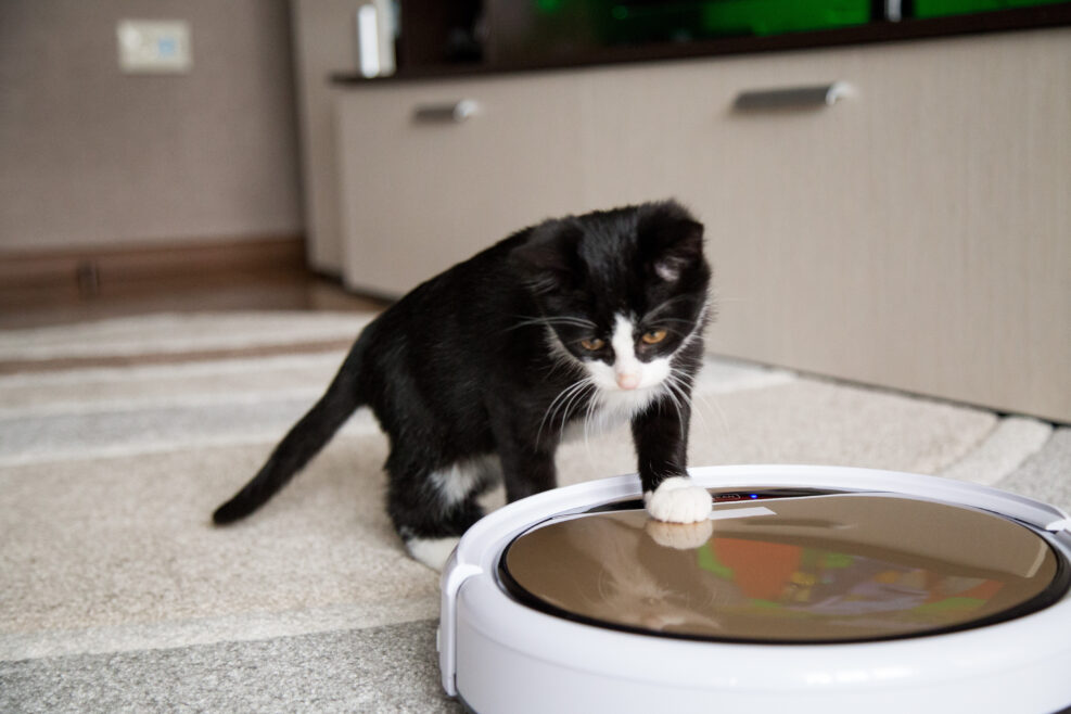 A black cat plays with a robotic vacuum cleaner that cleans the floor.pet playing with robot vacuum cleaner