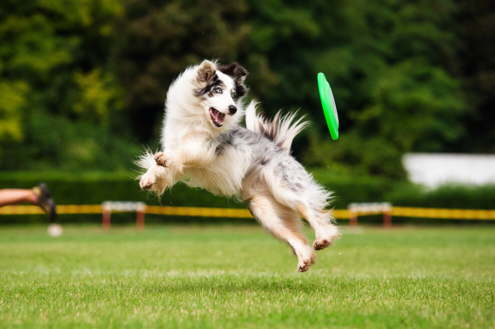 Border collie dog catching frisbee in jump