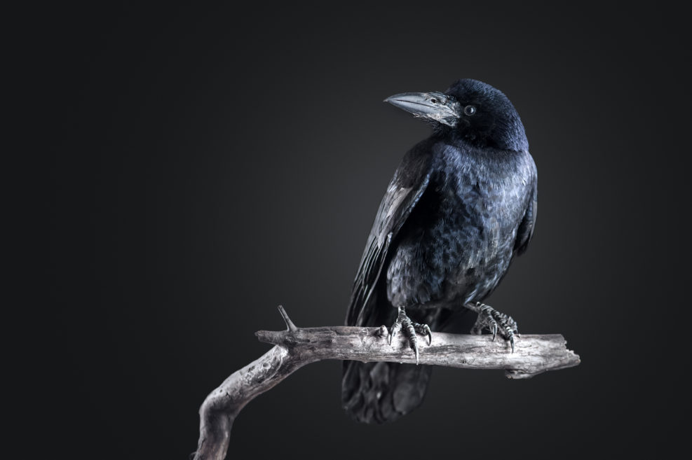 crow