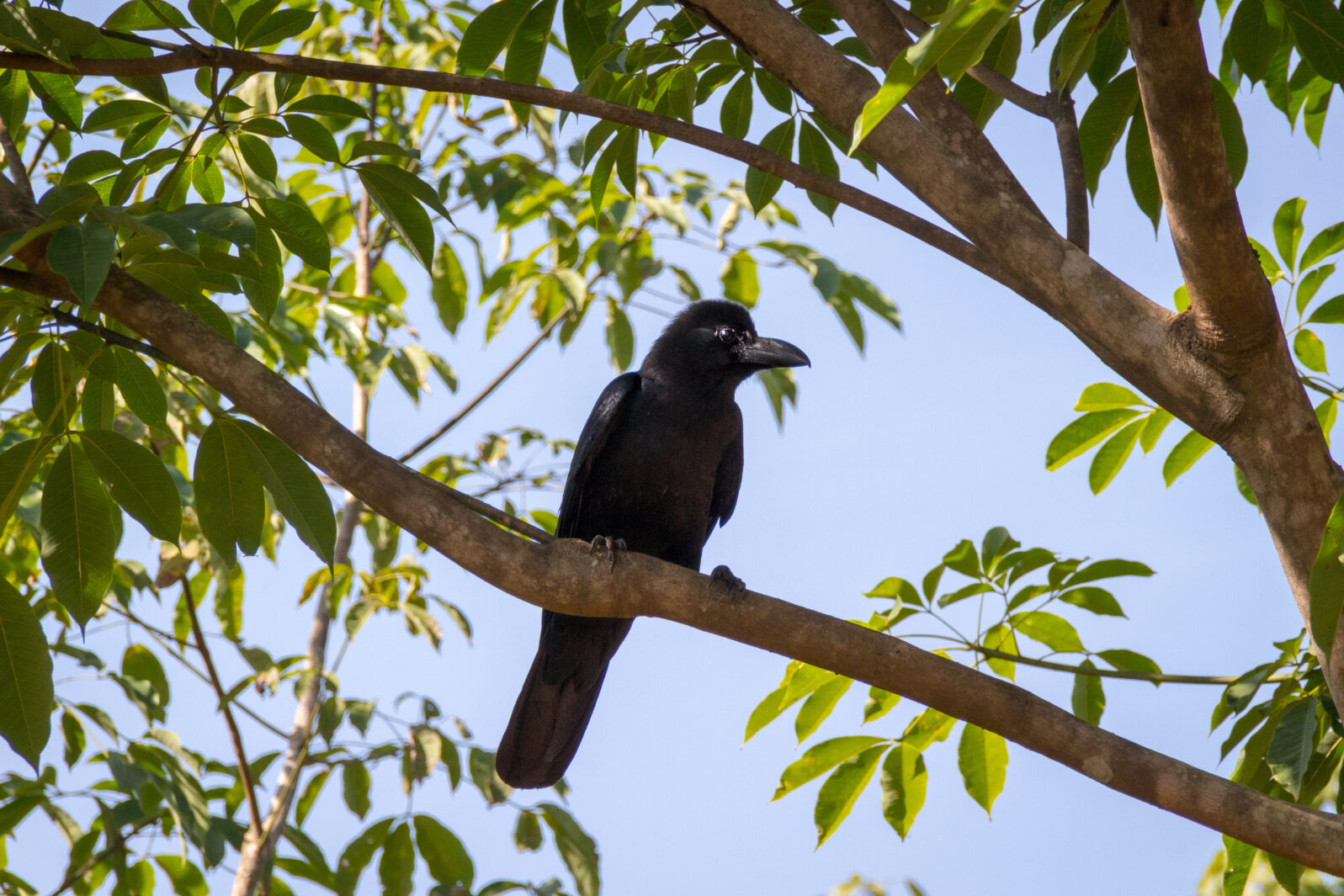 The New Caledonian crow bird on the tree. Raven in tropical jungle