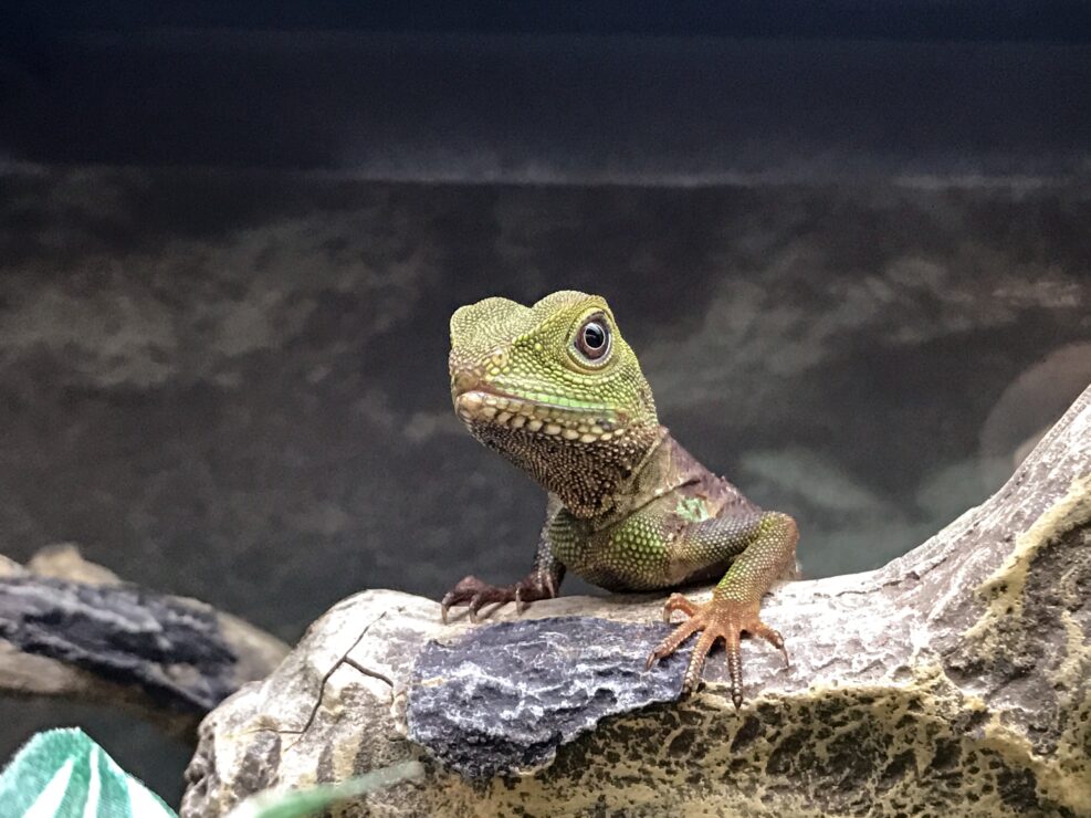 pet lizard in a tank