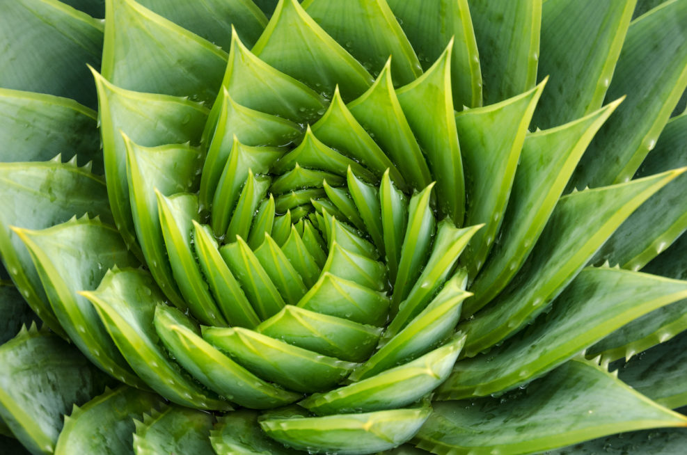 Spiral aloe vera with water drops, closeup