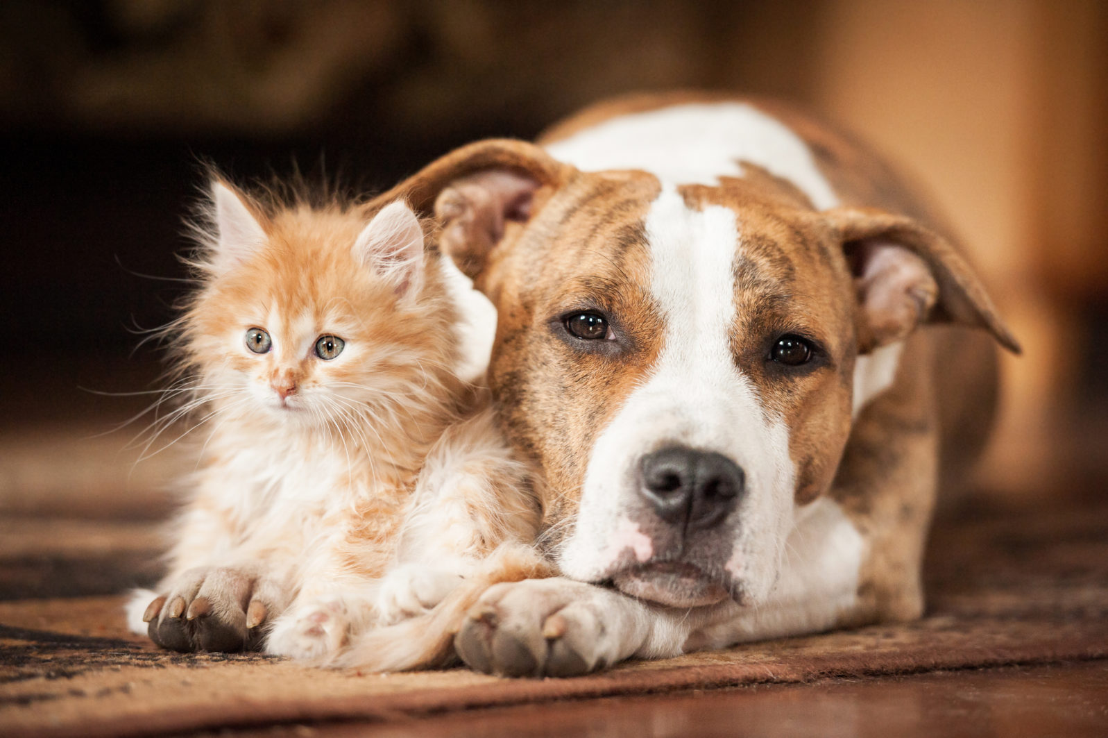 American staffordshire terrier dog with little kitten