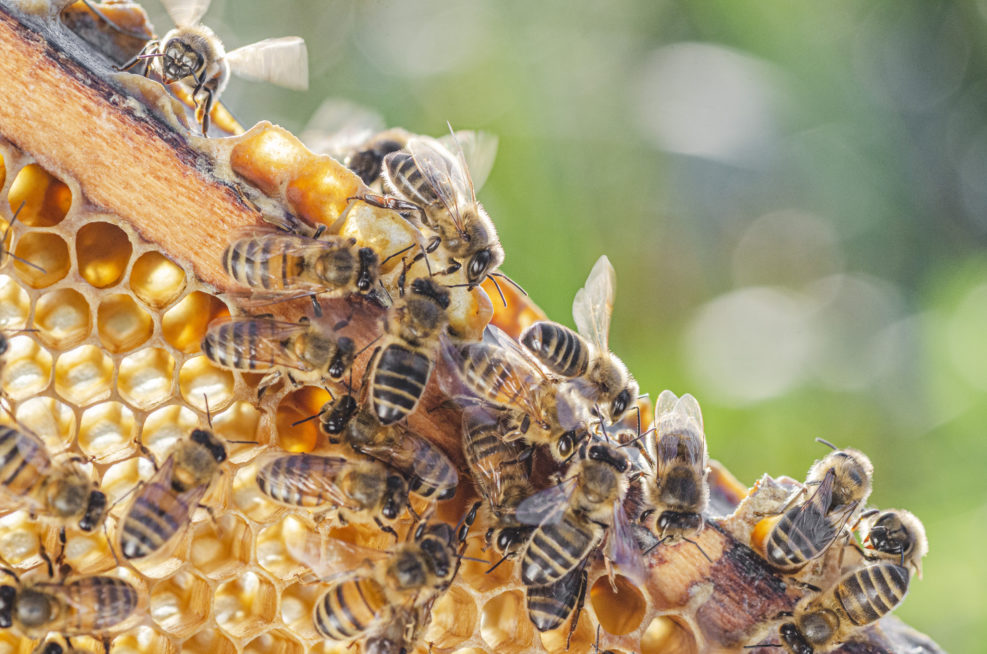honey bees on honeycomb in apiary in summertime