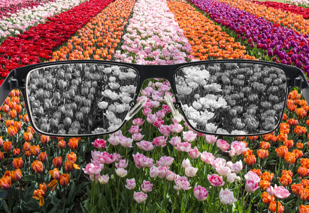 Looking through glasses to bleach nature landscape - tulips field. Color blindness. World perception during depression. Medical condition. Health and disease concept.