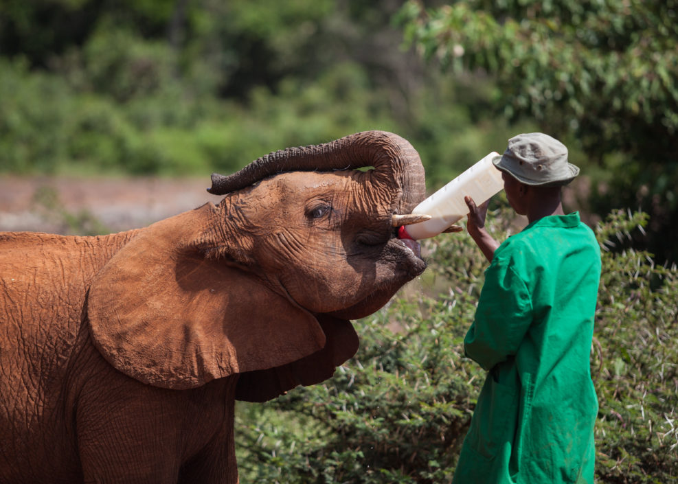 Nairobi, Kenya : Ranger feeding orphaned baby elephant in David Sheldrick Wildlife Trust conservation center