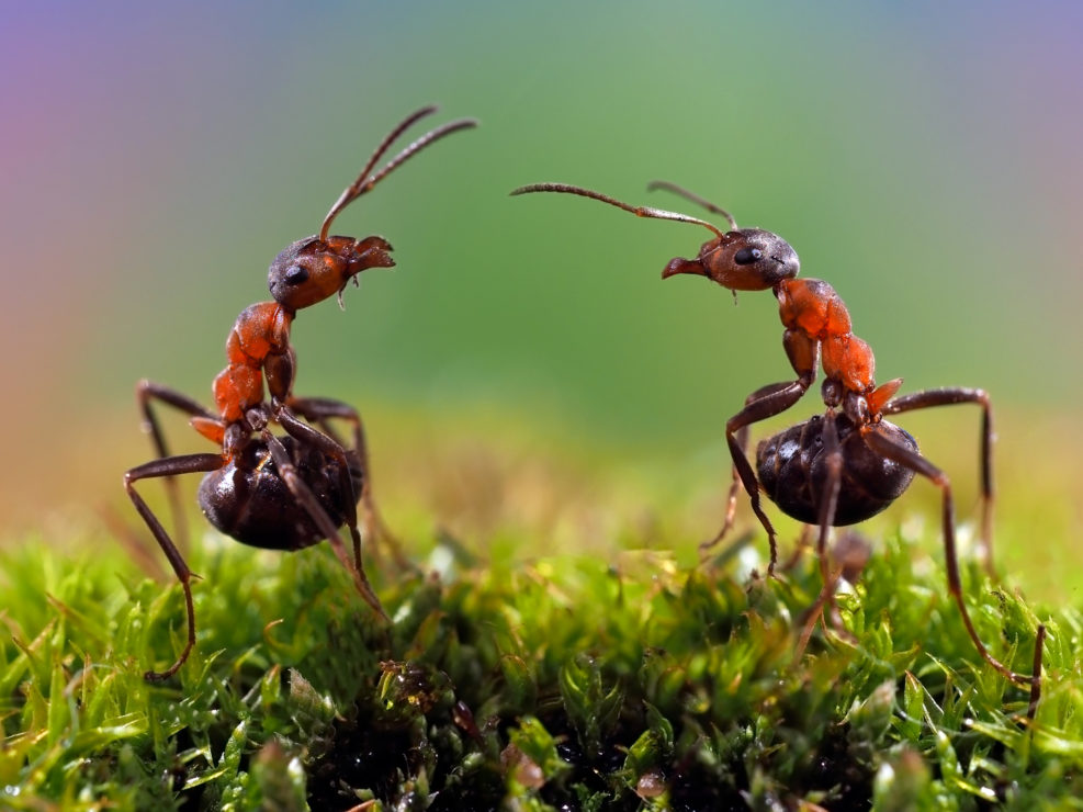 Two ants. Conflict, ants fight. Conceptually - dialogue, conversation, meeting, showdown, difficult negotiations. Beautiful rainbow background. Ants large, raised abdomens