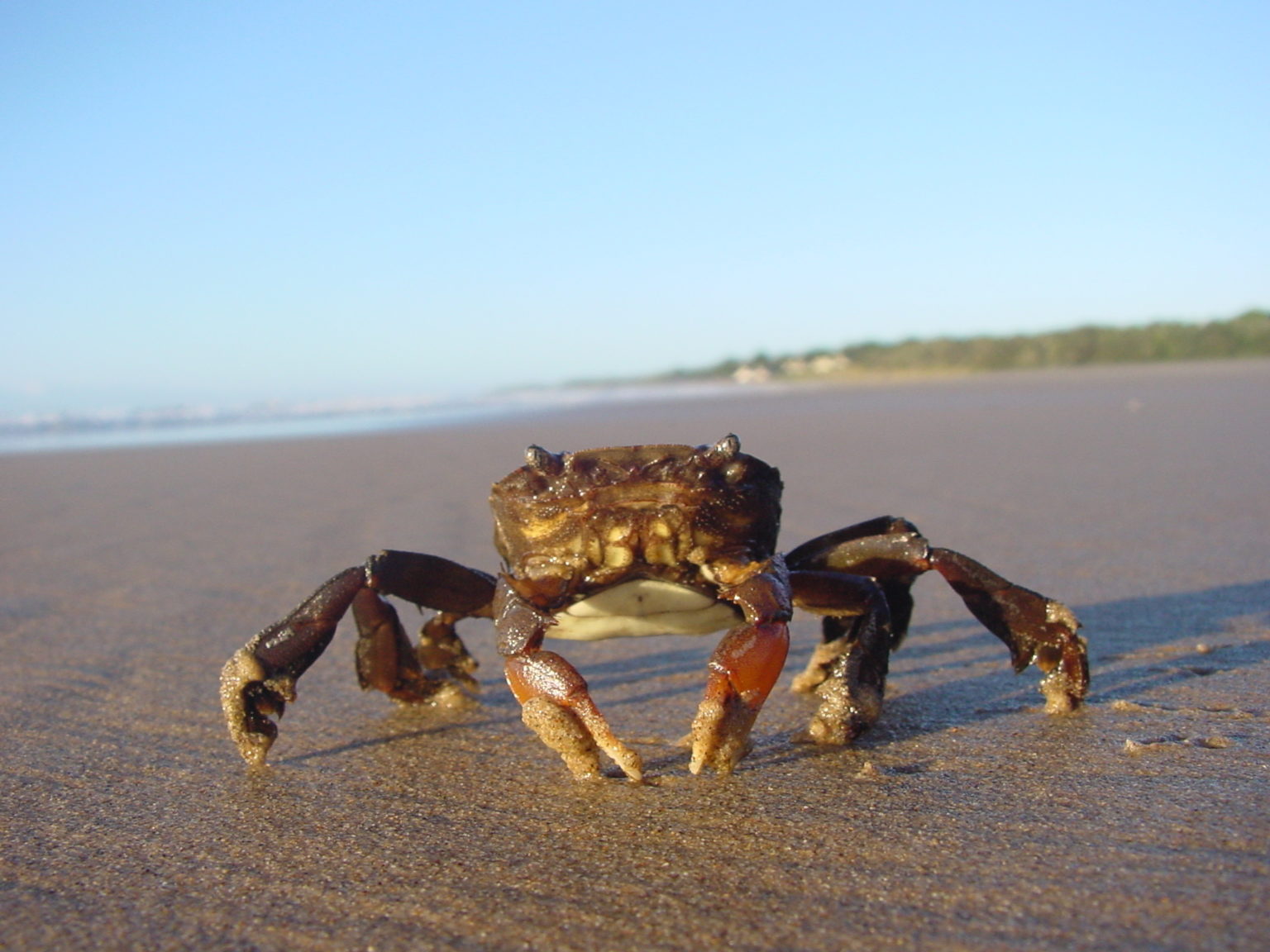 Can Crabs Think? Can Lobsters Feel? What We Know Now Mind Matters