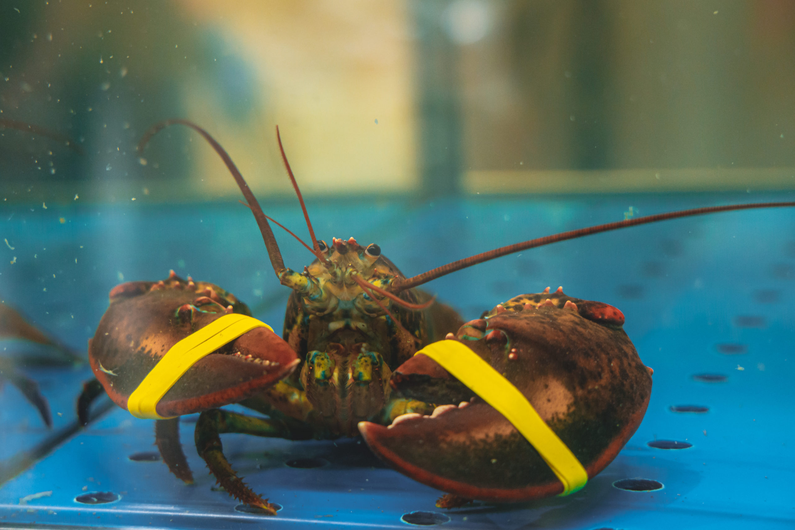 Can Crabs Think? Can Lobsters Feel? What We Know Now Mind Matters