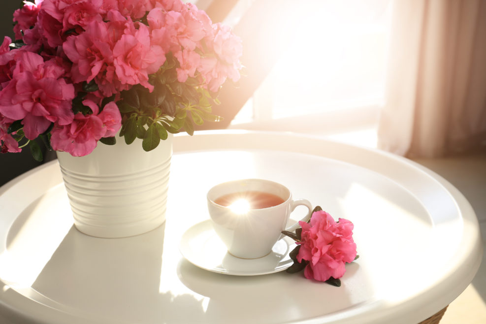 Pot with beautiful blooming azalea and cup of tea on table