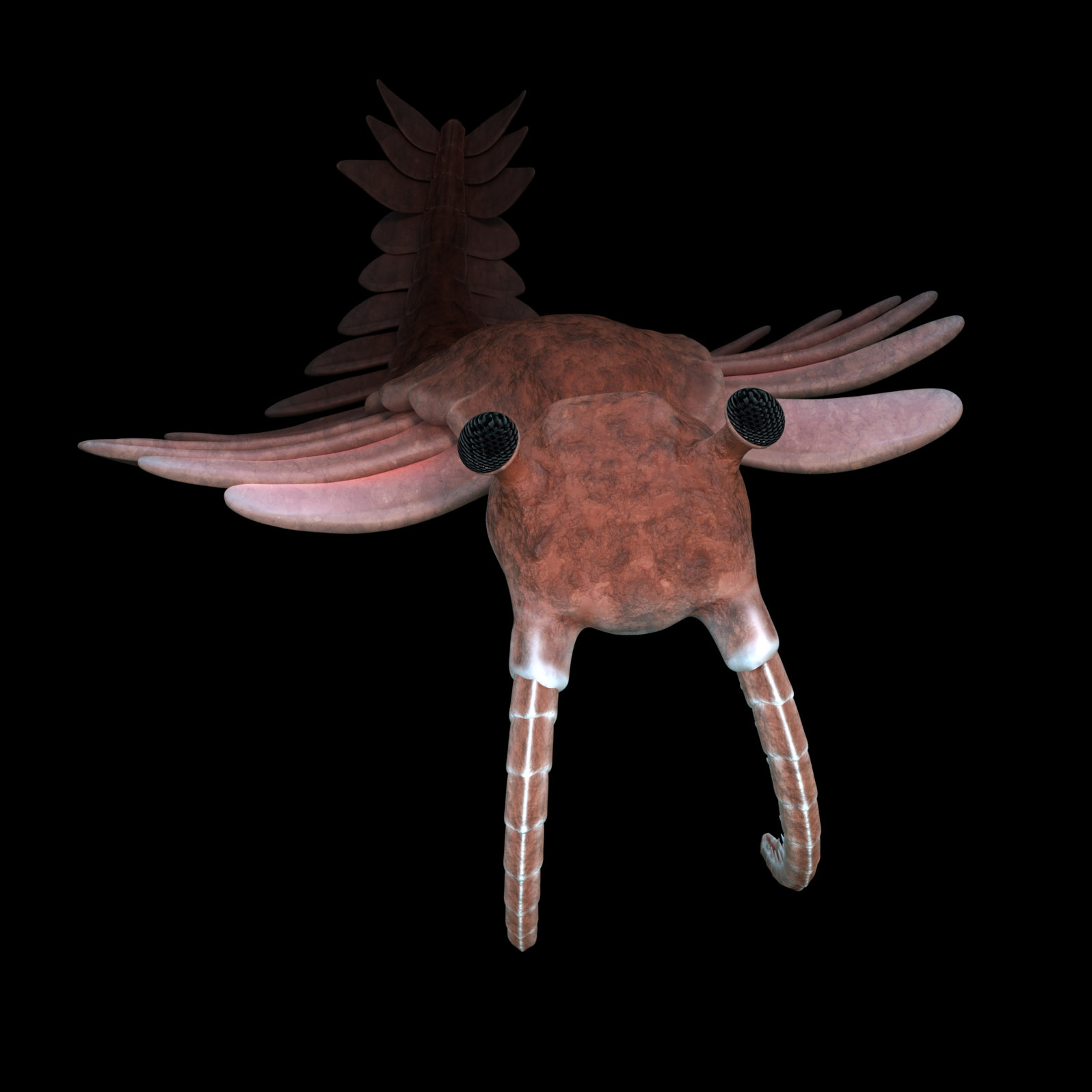 Anomalocaris, creature of the Cambrian period, isolated on black background