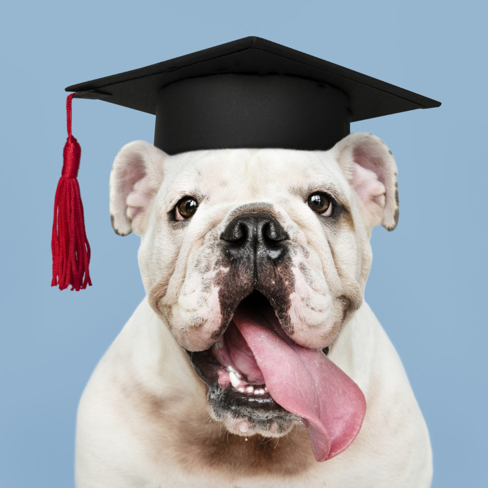 Cute white English Bulldog puppy in a graduation cap