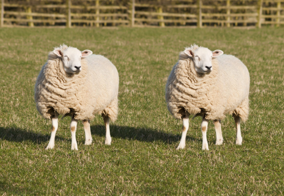 Sheep Cloning. Two identical sheep standing in a field. Photoshopped Dolly the Sheep.