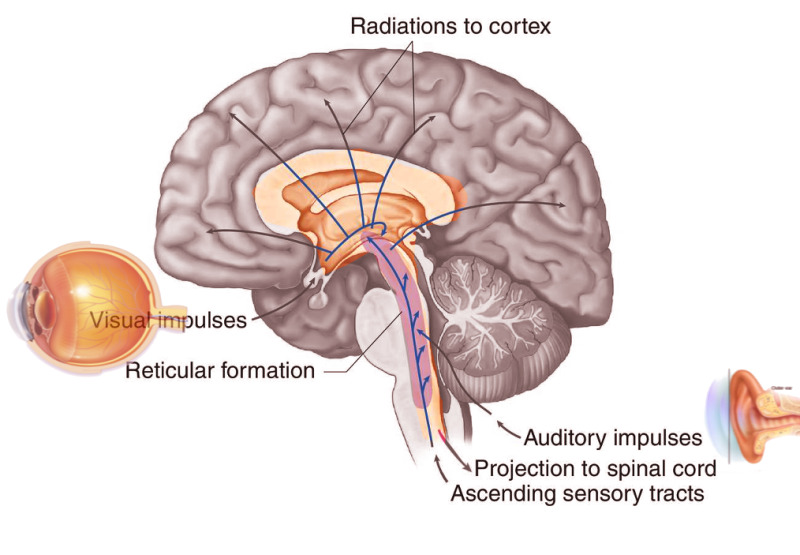 Which Of These Is Determined By The Reticular Formation