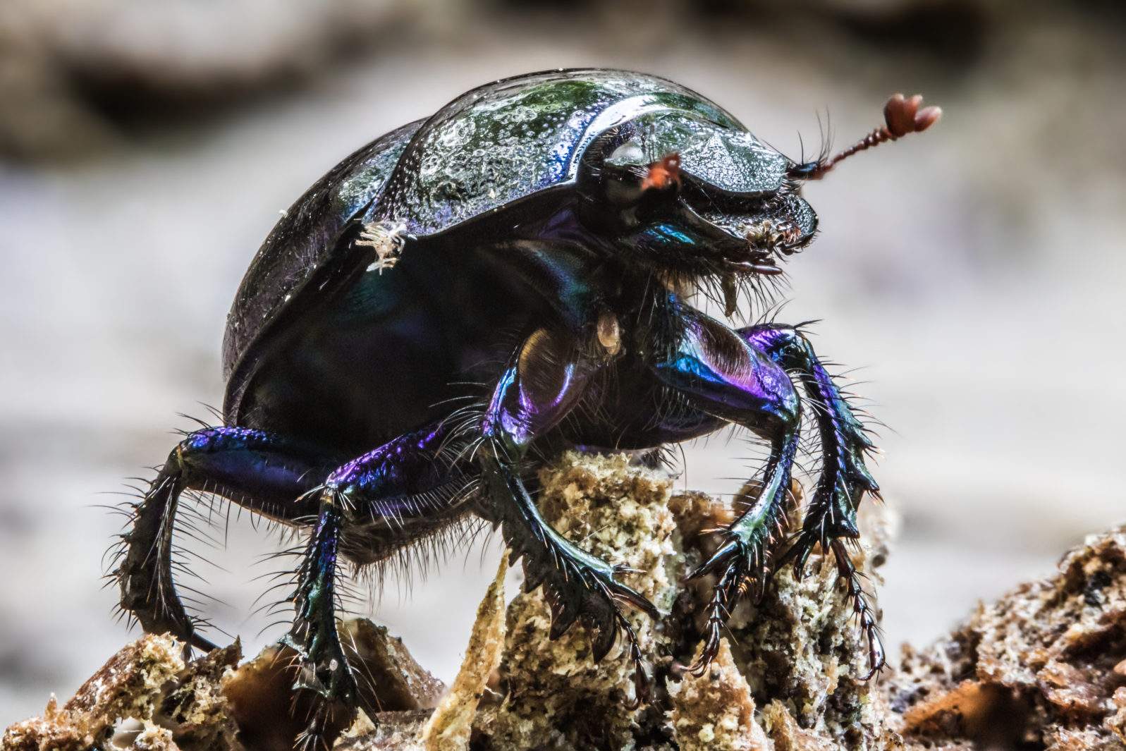 A free-living dung beetle sits in the forest