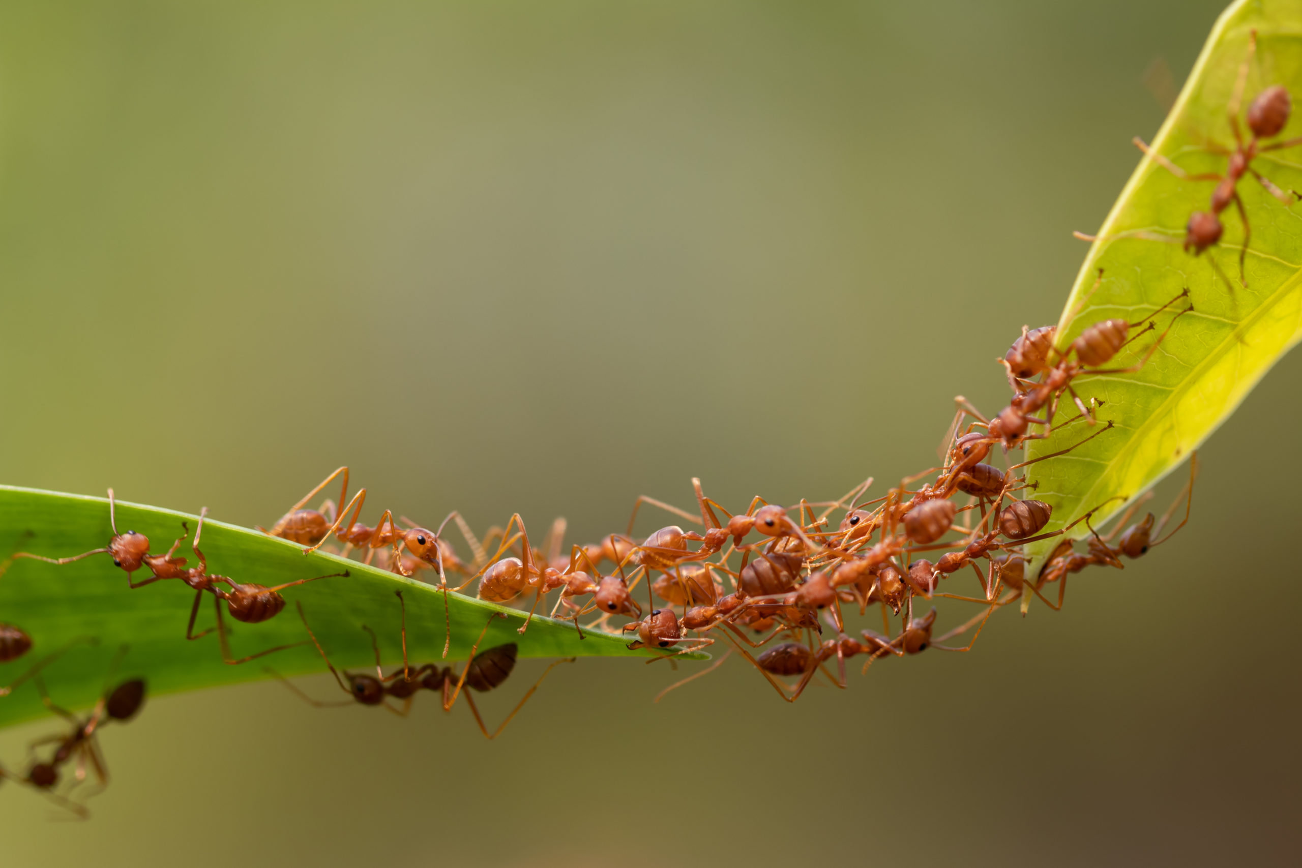 Ant Action Standingant Bridge Unity Teamconcept Team Work Together Stockpack Adobe Stock Scaled 