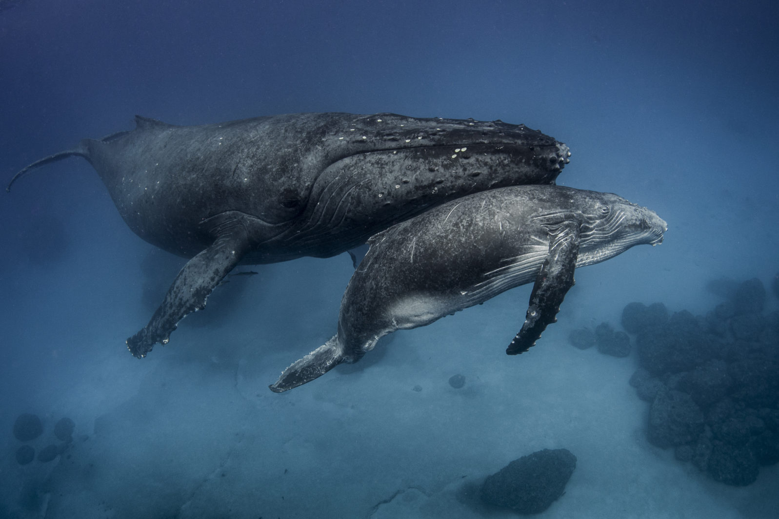 Female humpback whale with calf