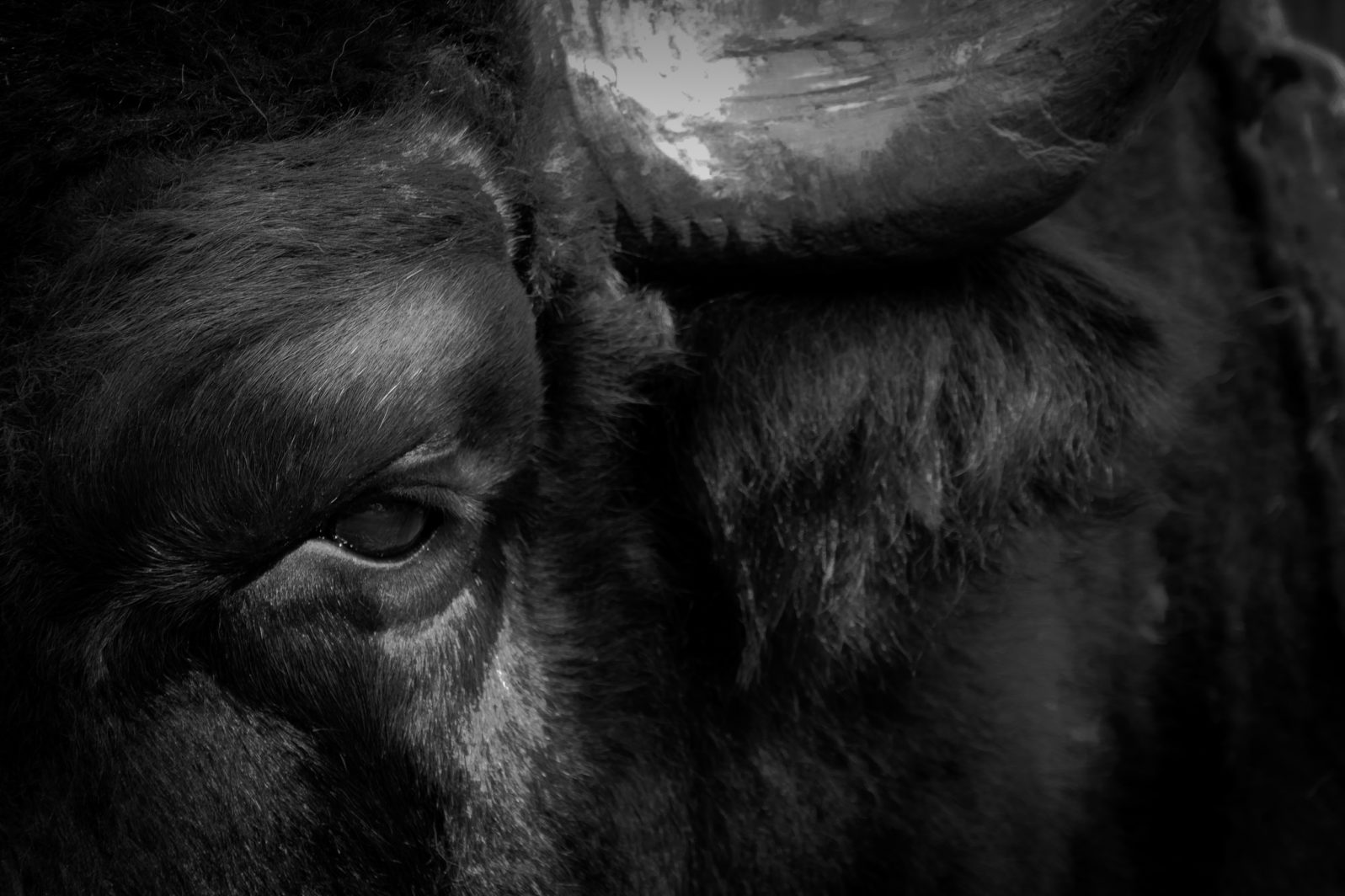 Bull's eyes and head close-up, black and white photo of a bull.