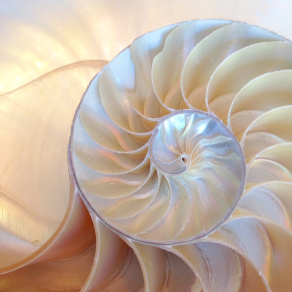 shell nautilus pearl Fibonacci sequence symmetry cross section spiral shell structure golden ratio background nature pattern mollusk (nautilus pompilius) copy space half split stock, photo, photograph