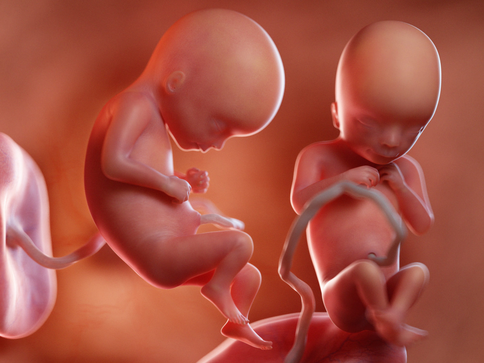 3d rendered medically accurate illustration of twin fetuses - week 17