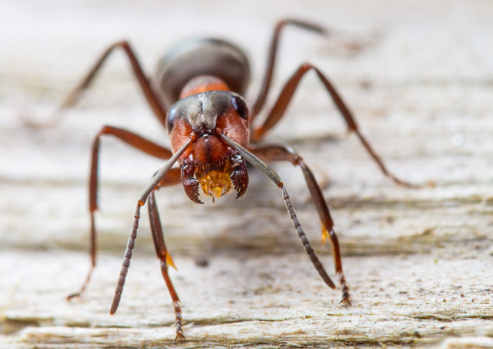 Closeup of a red wood ant. Concept useful insects.
