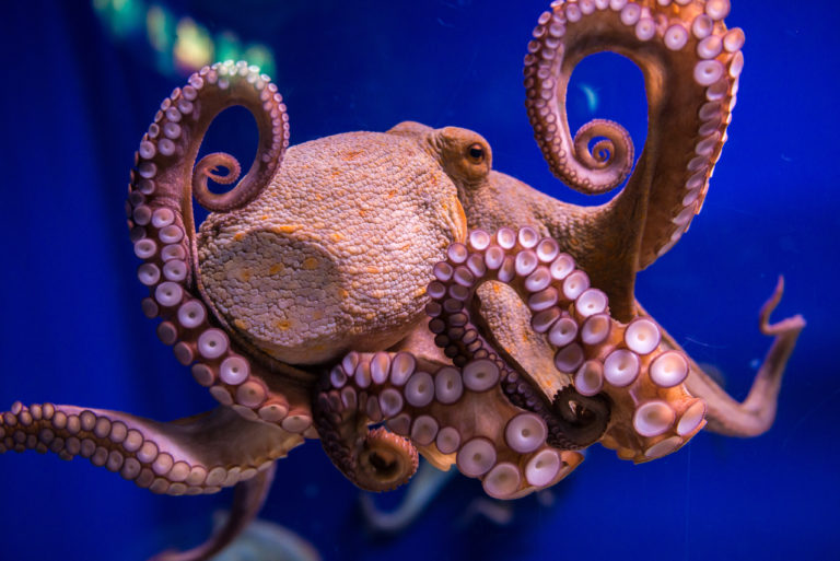 Octopus Intelligence Shakes Up Darwin’s Tree | Mind Matters